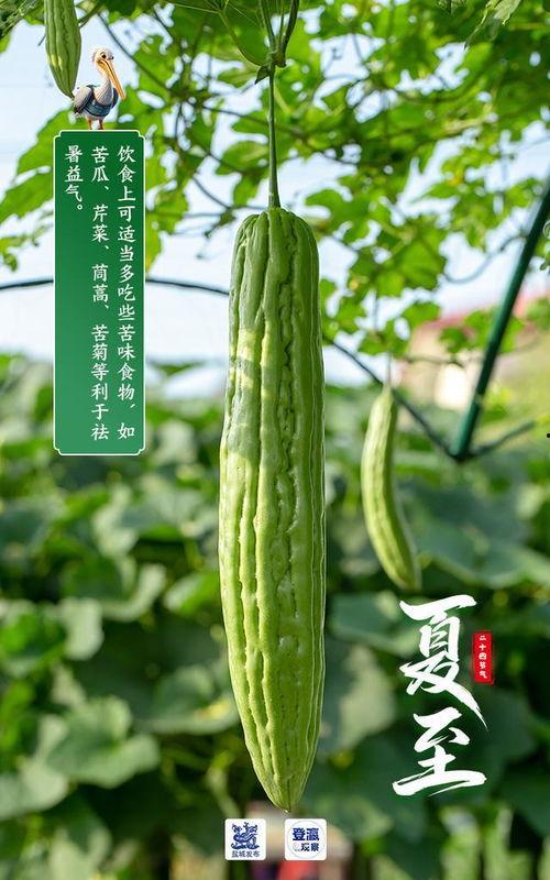 今日盐城瓜价,今日瓜价行情一览