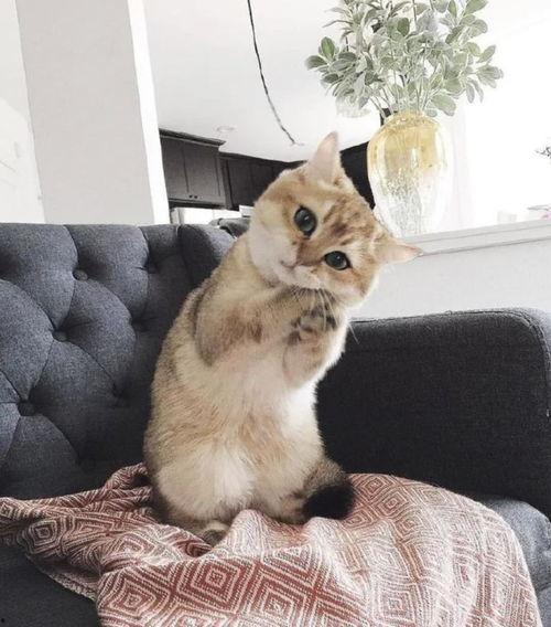 明星网红猫猫图片大全集,网红猫猫图片大全集魅力盘点