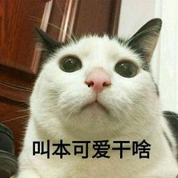 明星网红猫猫图片大全集,网红猫猫图片大全集魅力盘点