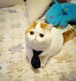 明星网红猫猫图片大全集,网红猫猫图片大全集魅力盘点