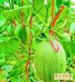 万邦海南哈密瓜今日行情,今日价格走势解析