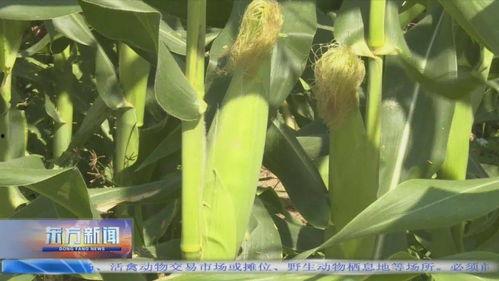 东方今日瓜菜价格,新鲜资讯一览
