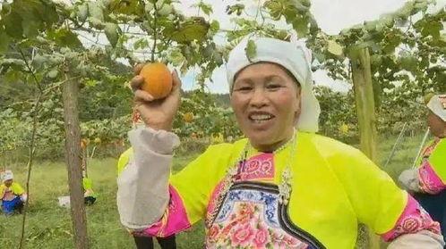 万邦吊瓜今日行情,今日市场动态一览