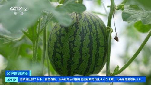 中牟瓜今日价格,市场行情一览
