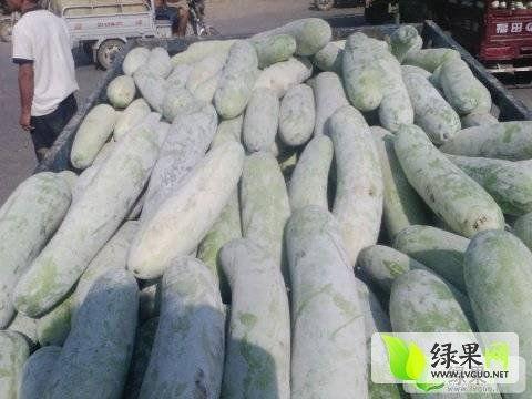 中牟瓜今日价格,市场行情一览