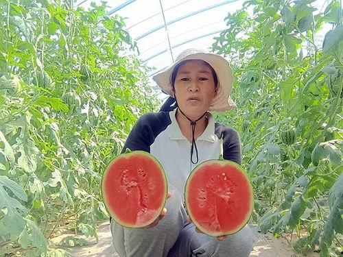 小吊瓜今日报价价格多少,探寻市场行情的波动与趋势”