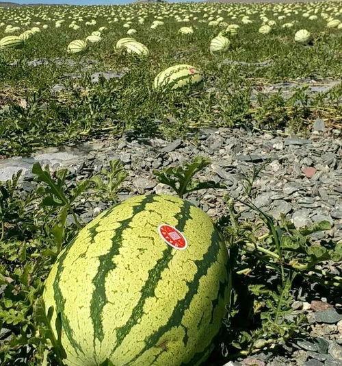沙漠瓜的今日行情,价格波动与市场趋势解析
