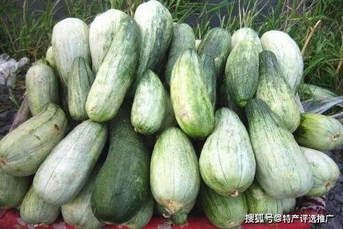 酥瓜今日价位行情,今日价格波动解析