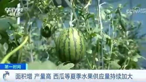 二瓜今日出瓜量,海量资讯，一网打尽！
