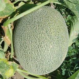 今日全国哈密瓜,甜蜜果实铺满大地