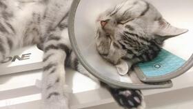 今日头条猫猫吃瓜,猫咪的“美食”世界