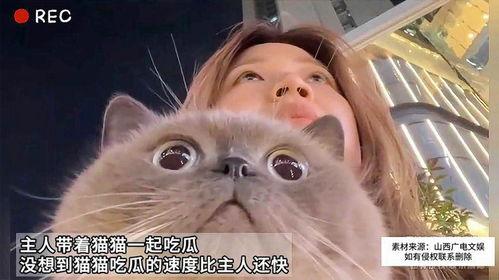 今日头条猫猫吃瓜,猫咪的“美食”世界