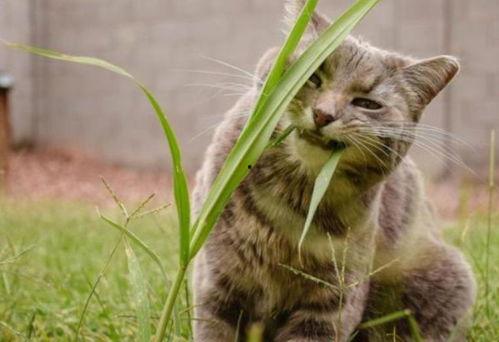 今日头条猫猫吃瓜,猫咪的“美食”世界