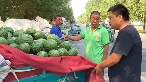 郑州小白瓜今日价格行情,涨跌互现，市场动态解析