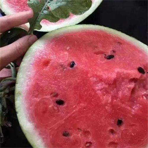 上海麒麟瓜今日行情,价格波动，市场供需分析