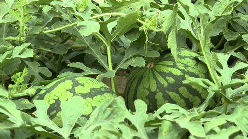 今日江苏鲜瓜价,多品种瓜果价格攀升