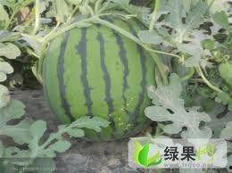 今日江苏鲜瓜价,多品种瓜果价格攀升