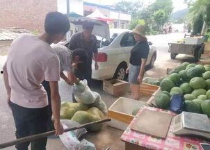 陶城镇小白瓜今日价格,新鲜上市，品质保证！”