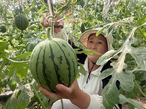 漯河市小吊瓜5月20号今日行情,价格波动，市场供需分析”