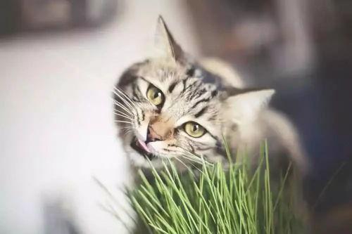 猫瓜草亳州今日价格,行情波动，市场动态一览”