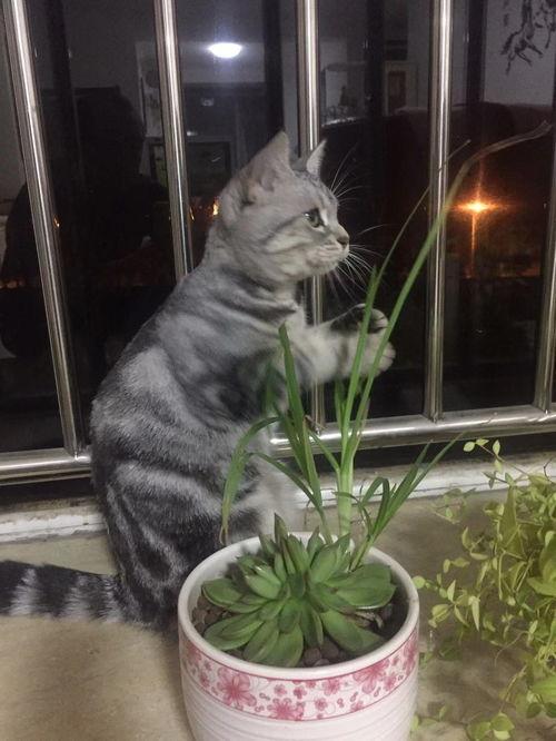猫瓜草亳州今日价格,行情波动，市场动态一览”
