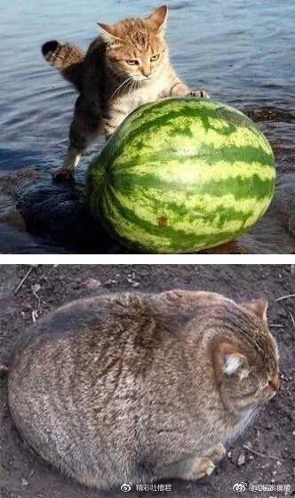 猫瓜草今日价格,市场波动下的行情解析
