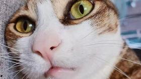 猫瓜草今日价格,市场波动下的行情解析