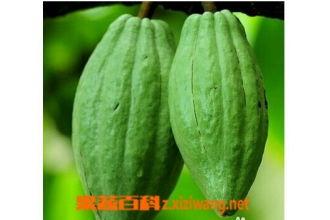 乳瓜今日价,乳瓜市场动态一览