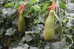 大荔脆瓜今日价,价格行情一览”