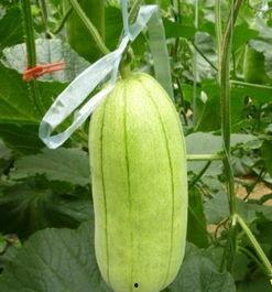 大荔脆瓜今日价,价格行情一览”