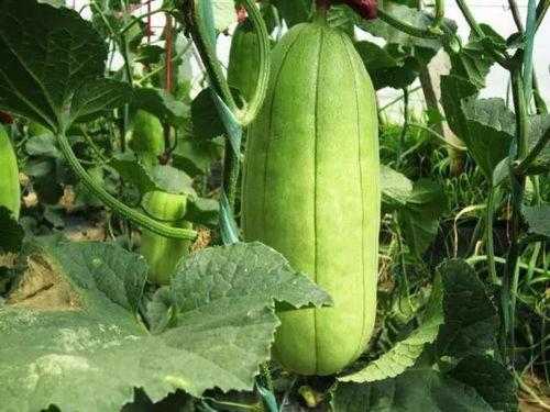 大荔脆瓜今日价,价格行情一览”