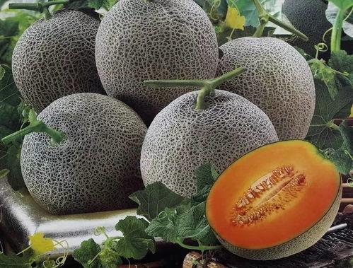 今日蜜瓜多少钱一斤啊,今日蜜瓜价格行情一览