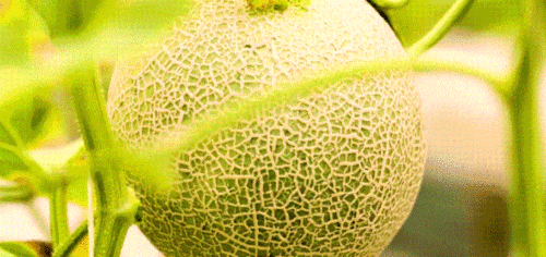 海南蜜瓜今日行情价格,甜蜜价格波动，市场供需动态解析