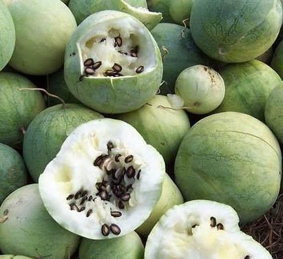 瓢瓜里面黑的可以吃吗,可食用之谜探究