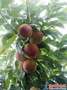 今日十堰瓜桃价格,新鲜上市，价格亲民，尽享夏日美味”