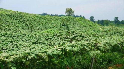 今日翠绿吊瓜价格行情最新,今日市场动态一览