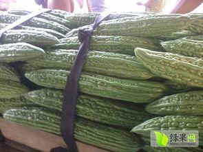 今日翠绿吊瓜价格行情最新,今日市场动态一览