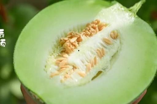 海南蜜瓜今日什么价,价格行情一览