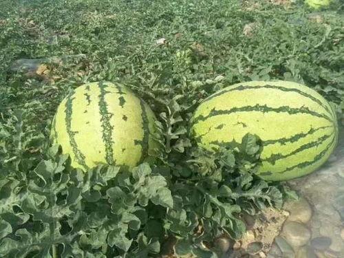 宁夏硒砂瓜今日价格,今日价格行情一览，品质之选受热捧”