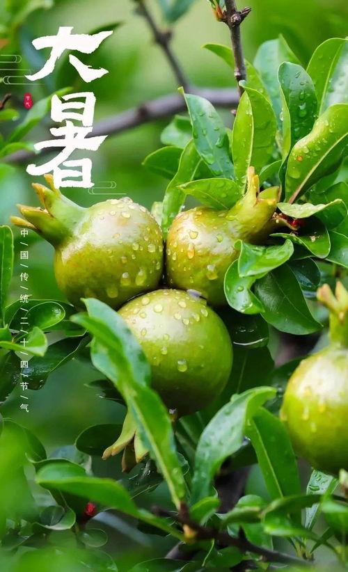 今日大暑 浮瓜陈李,浮瓜陈李共度清凉夏日