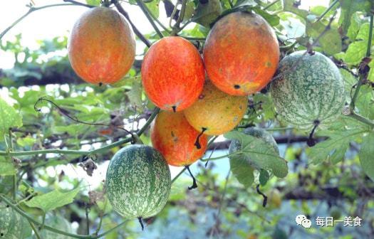 今日中牟吊瓜价格多少,行情波动下的市场动态