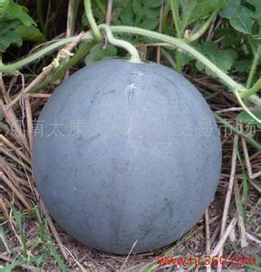 今日中牟吊瓜价格多少,行情波动下的市场动态