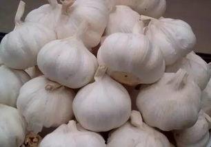 今日茄瓜批发价格行情,涨跌波动一览无余