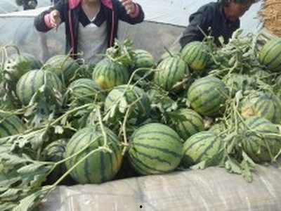 今日茄瓜批发价格行情,涨跌波动一览无余