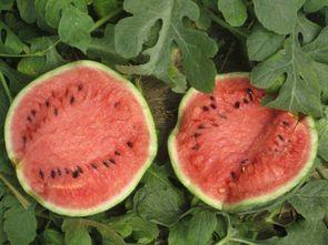 永城今日瓜价行情,时令鲜瓜价格走俏