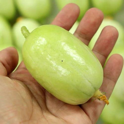 山东小吊瓜今日价格行情