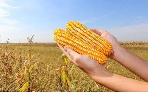 山东小吊瓜今日价格行情