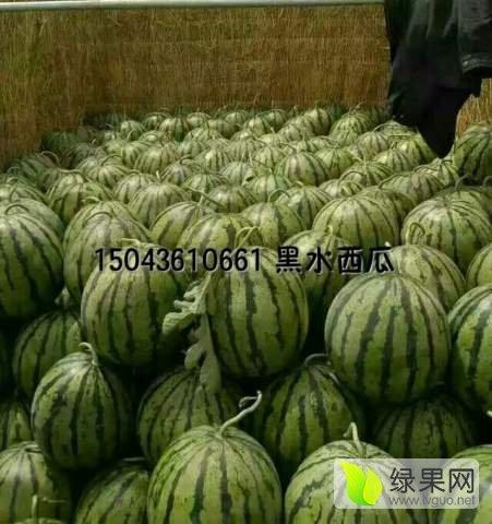 今日小瓜价位行情,今日价格走势解析”