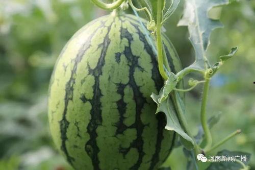 今日小瓜价位行情,今日价格走势解析”