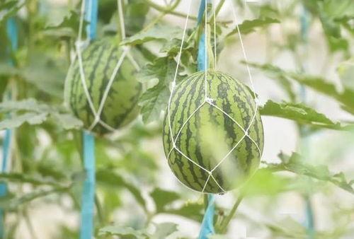 今日8点的瓜,娱乐圈风云再起，揭秘幕后真相